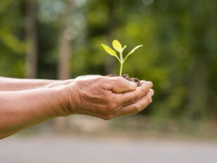 small tree planted on the ground placed inside the two hands of